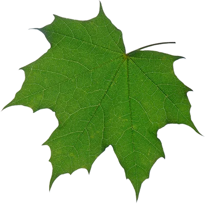Ein großes grünes Blatt.