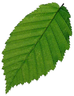 Ein großes grünes Blatt.